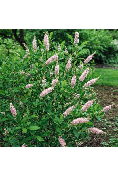 Clethra alnifolia Pink Spire